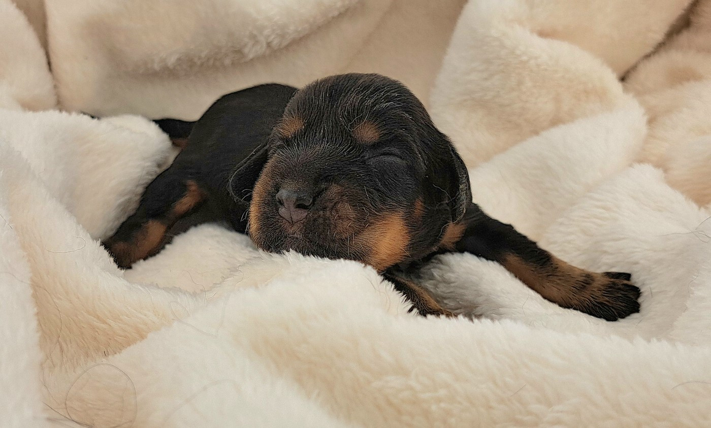 of Mayajoe's Dreams - Chiots disponibles - Cocker Spaniel Anglais