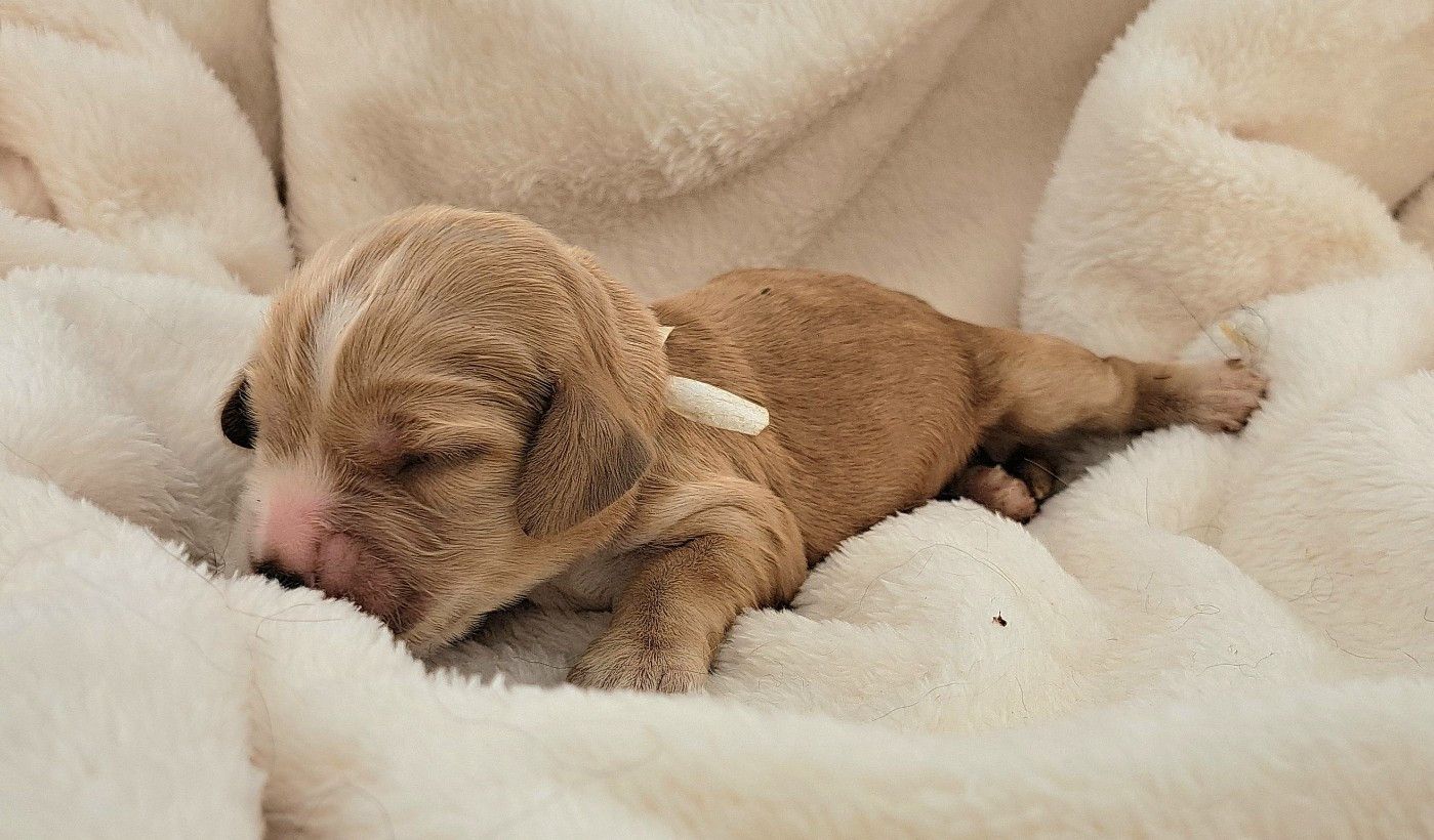 of Mayajoe's Dreams - Chiots disponibles - Cocker Spaniel Anglais