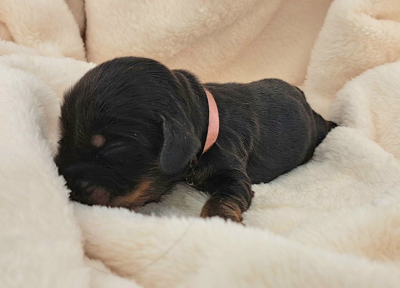 of Mayajoe's Dreams - Chiots disponibles - Cocker Spaniel Anglais