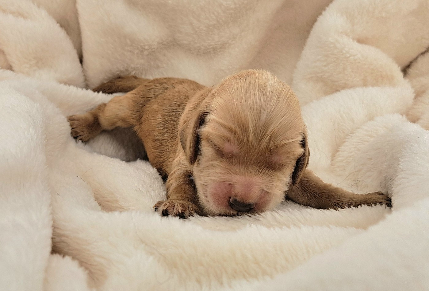 of Mayajoe's Dreams - Chiots disponibles - Cocker Spaniel Anglais