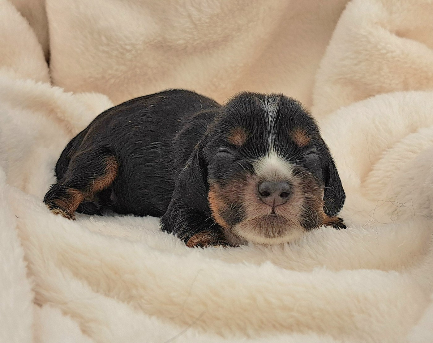of Mayajoe's Dreams - Chiots disponibles - Cocker Spaniel Anglais