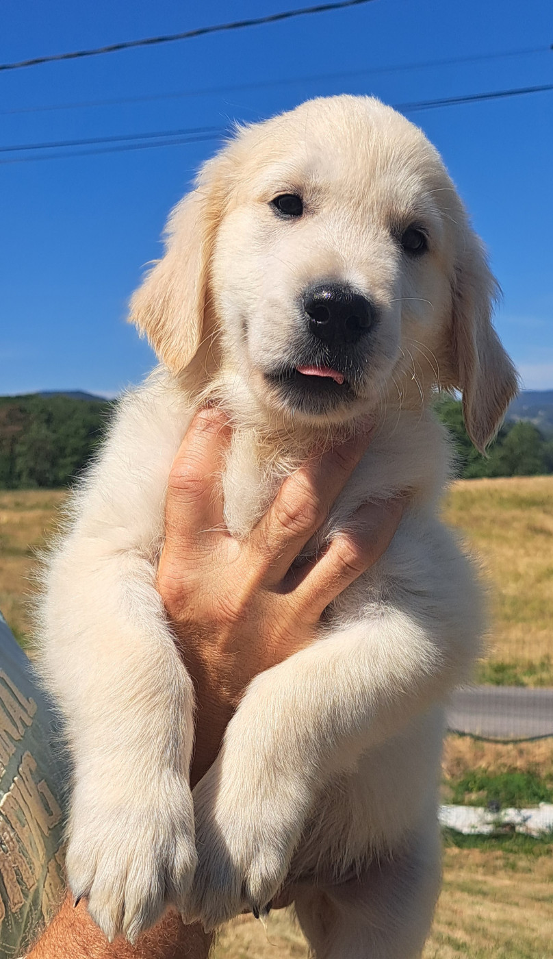 of Mayajoe's Dreams - Chiots disponibles - Golden Retriever