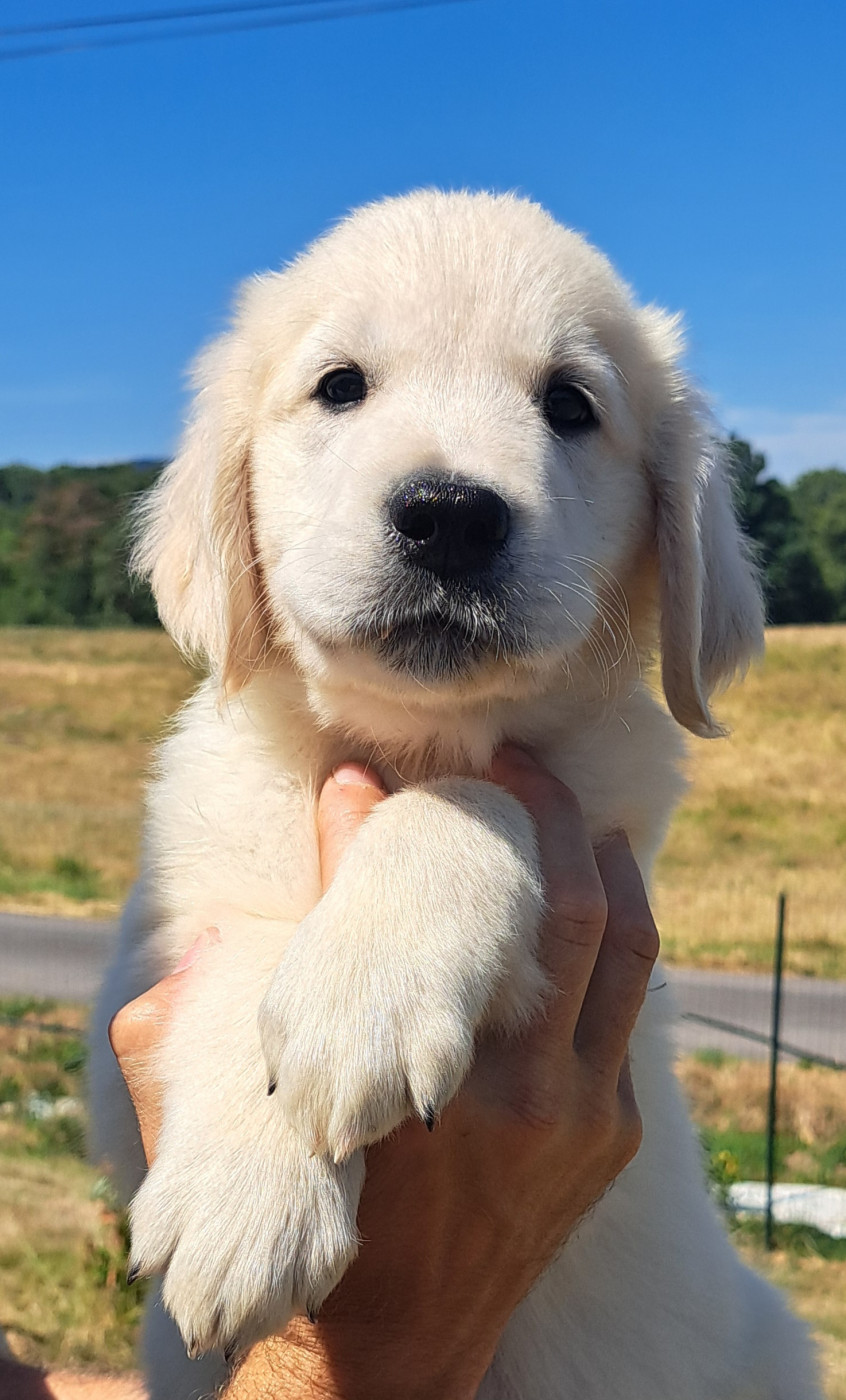 of Mayajoe's Dreams - Chiots disponibles - Golden Retriever