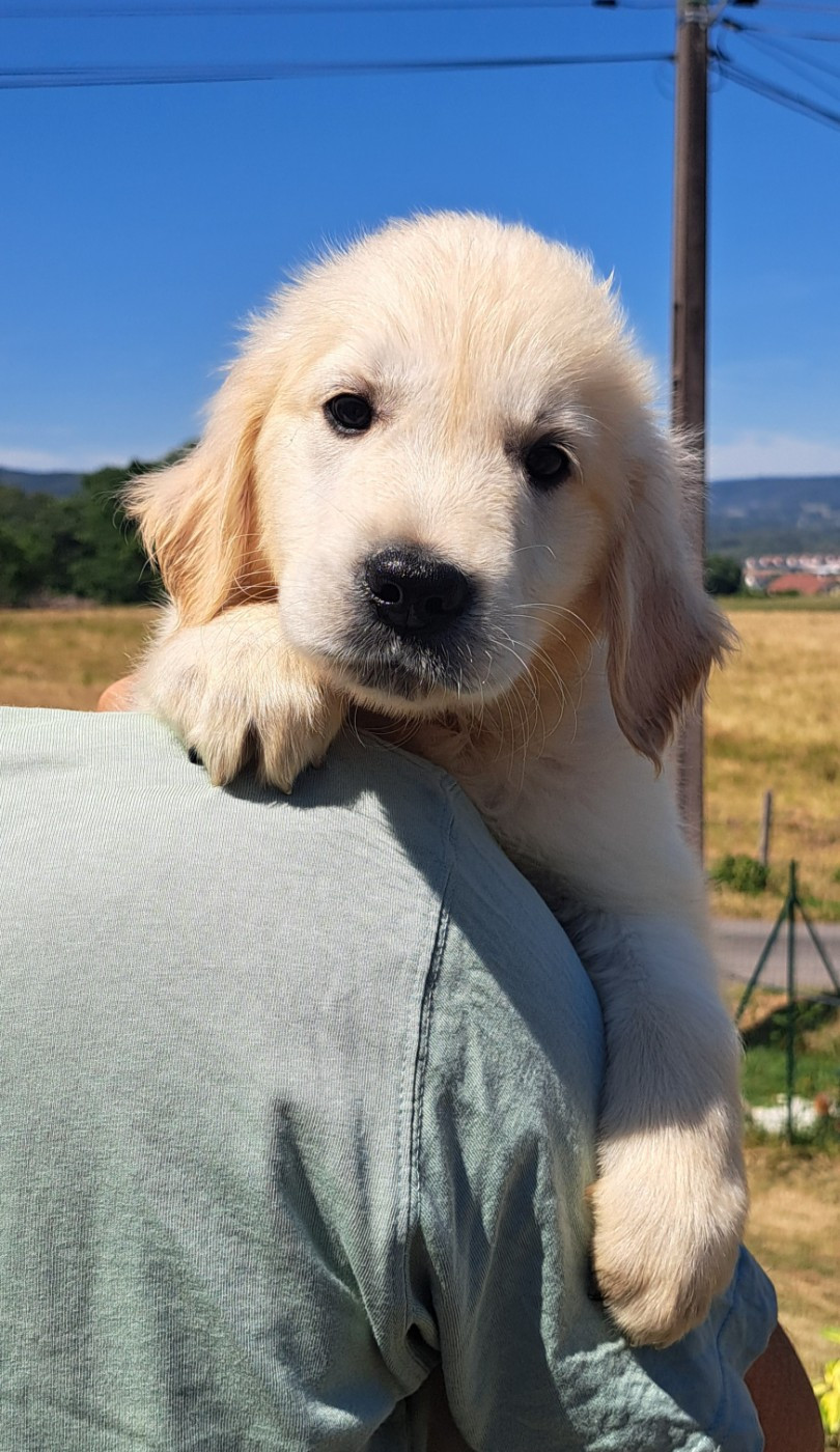 of Mayajoe's Dreams - Chiots disponibles - Golden Retriever