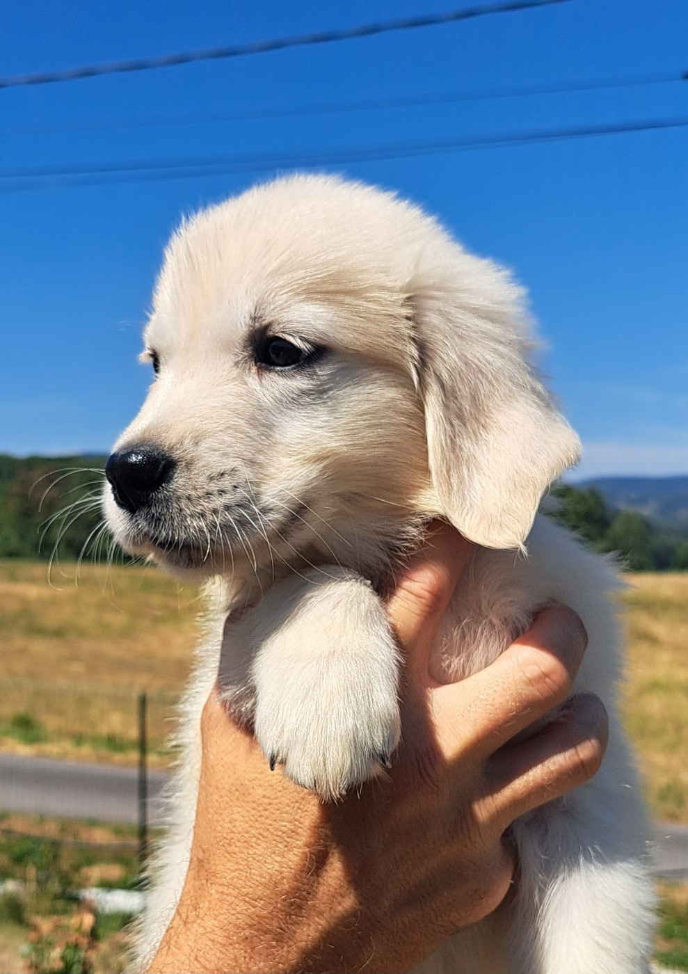 of Mayajoe's Dreams - Chiots disponibles - Golden Retriever