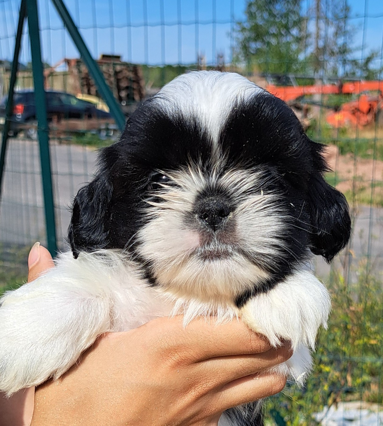 of Mayajoe's Dreams - Chiots disponibles - Shih Tzu