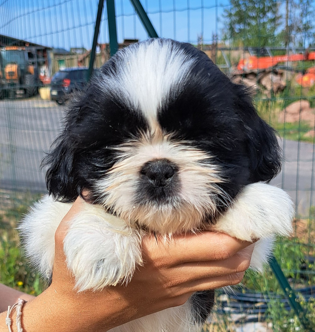 of Mayajoe's Dreams - Chiots disponibles - Shih Tzu