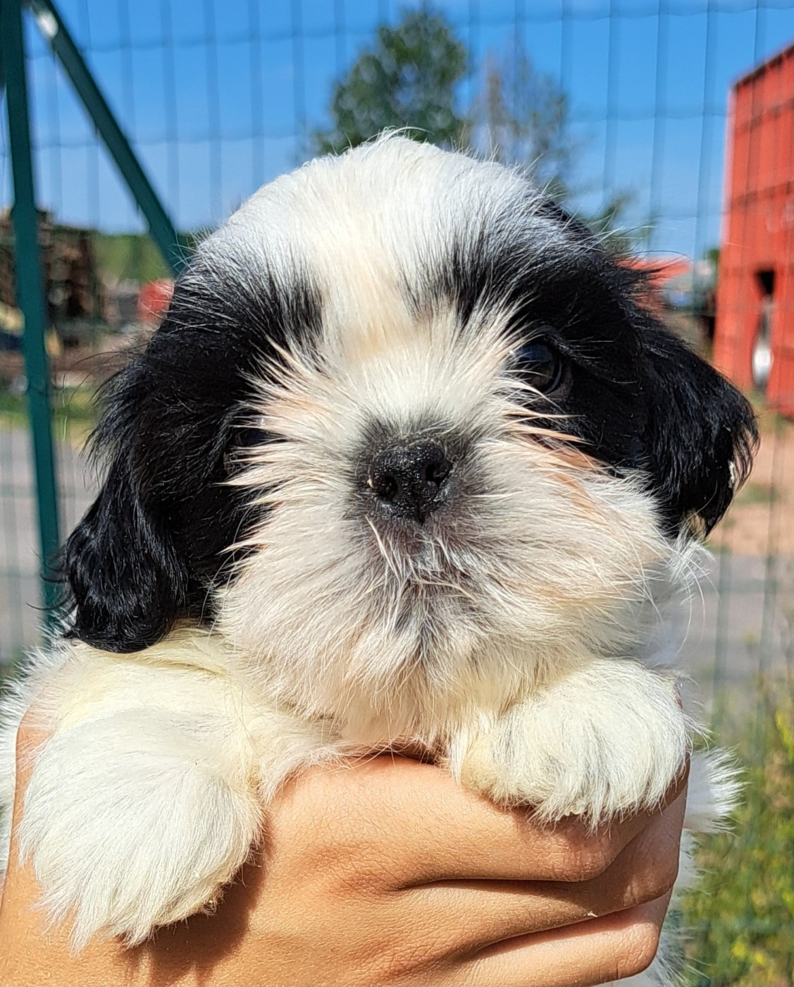 of Mayajoe's Dreams - Chiots disponibles - Shih Tzu