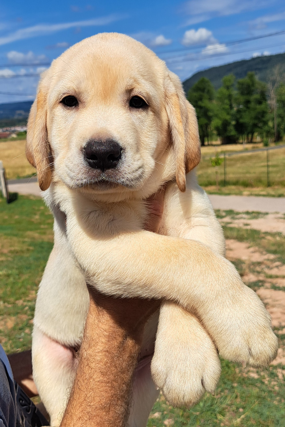 of Mayajoe's Dreams - Chiots disponibles - Labrador Retriever