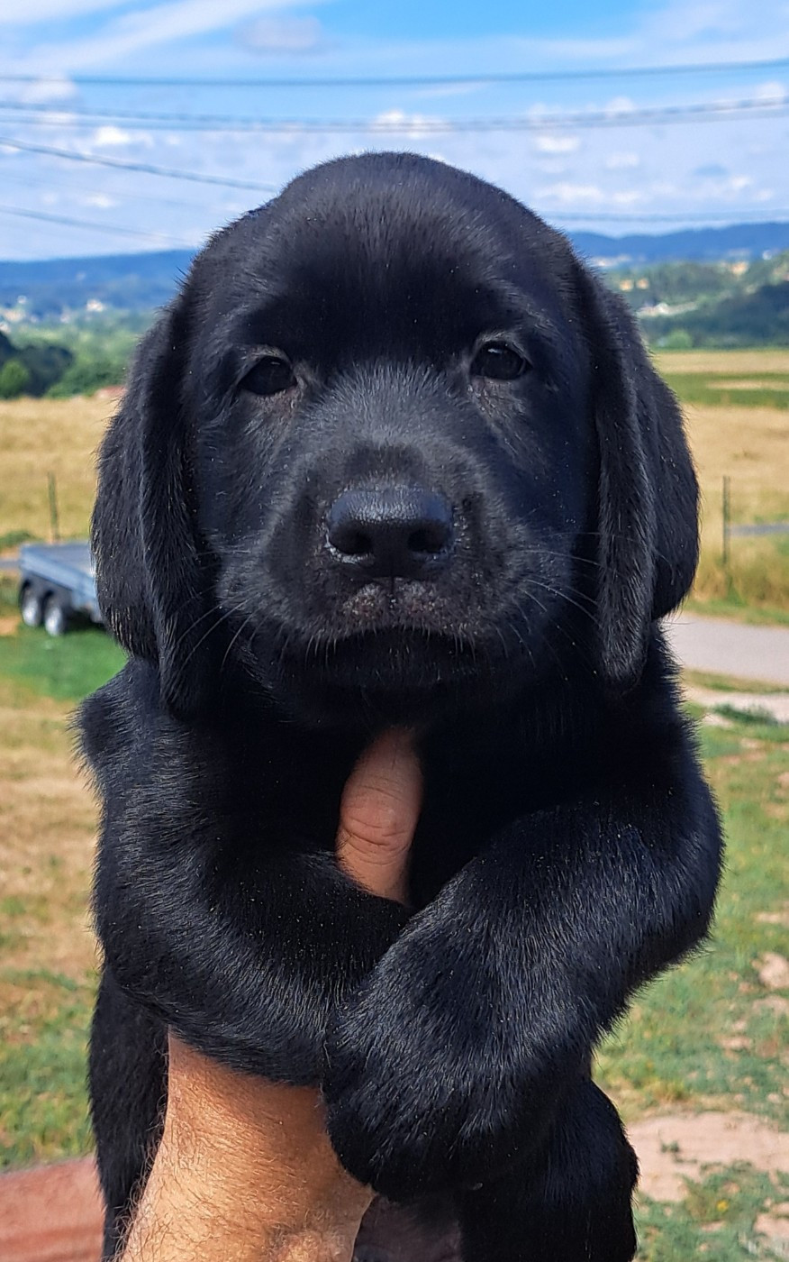 of Mayajoe's Dreams - Chiots disponibles - Labrador Retriever