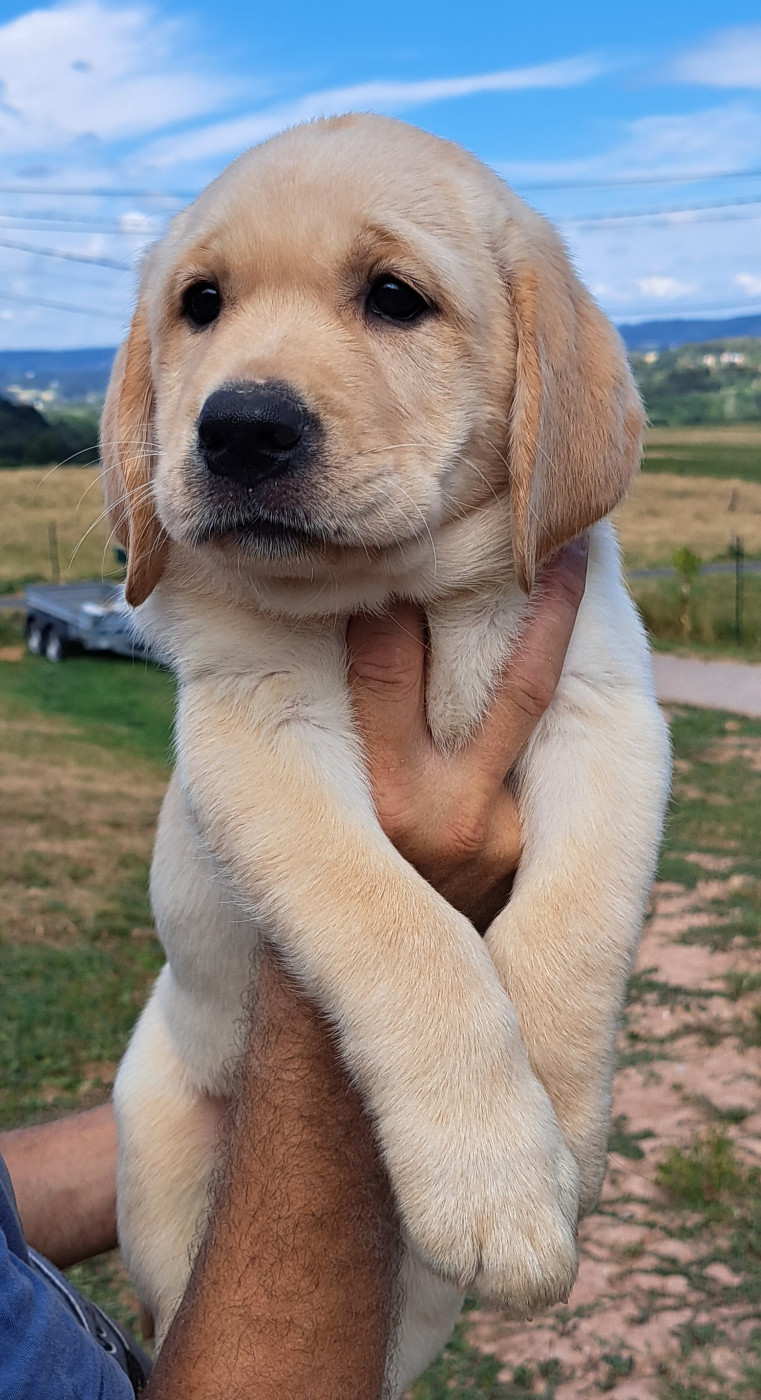 of Mayajoe's Dreams - Chiots disponibles - Labrador Retriever