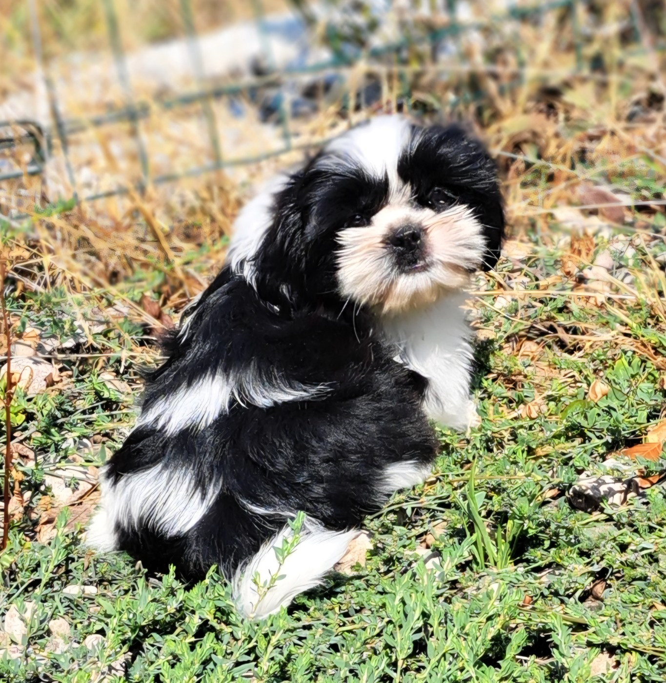 of Mayajoe's Dreams - Chiots disponibles - Shih Tzu