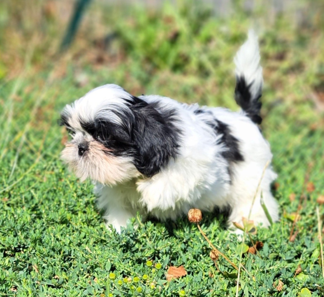 of Mayajoe's Dreams - Chiots disponibles - Shih Tzu