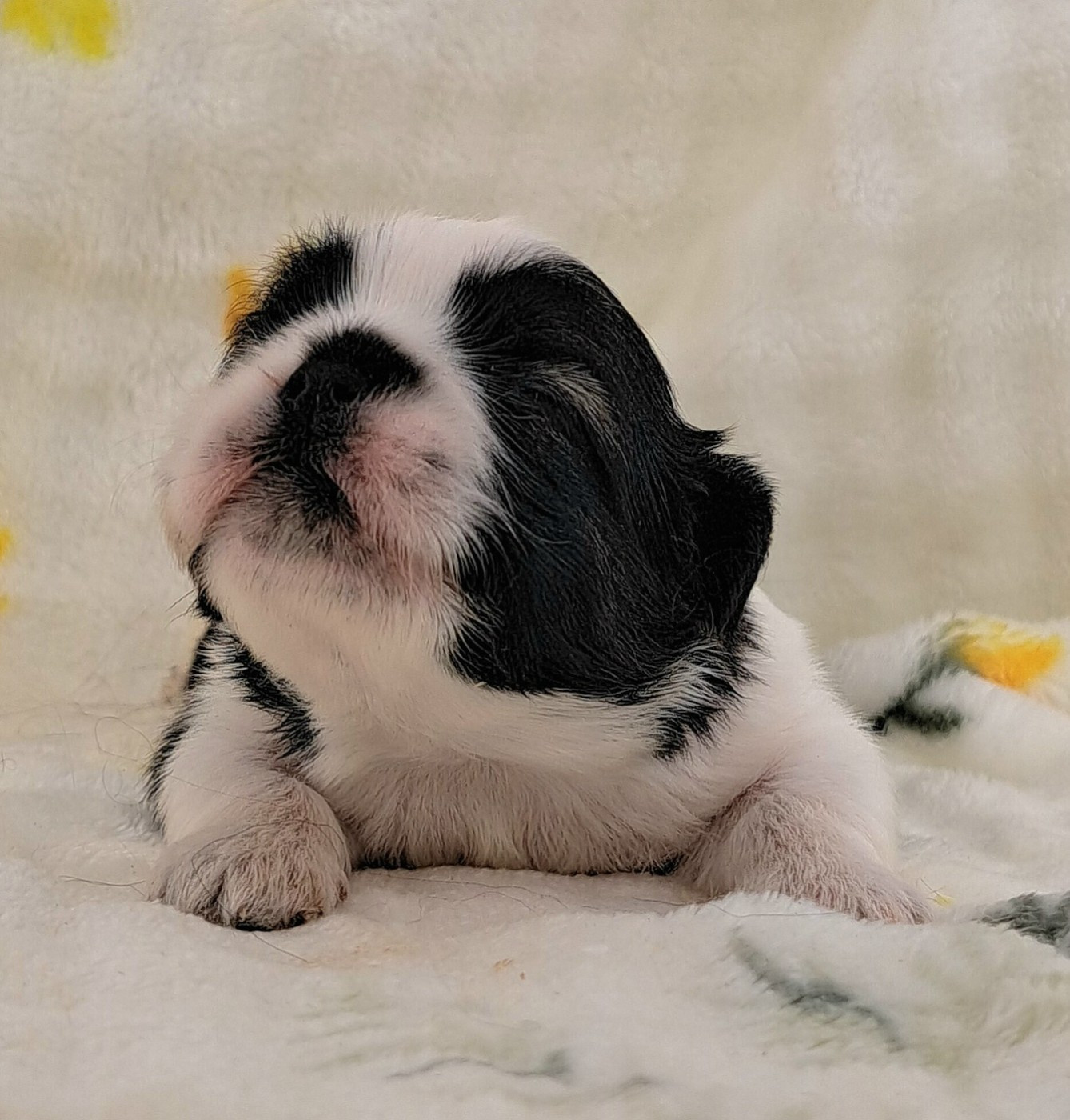 of Mayajoe's Dreams - Chiots disponibles - Shih Tzu