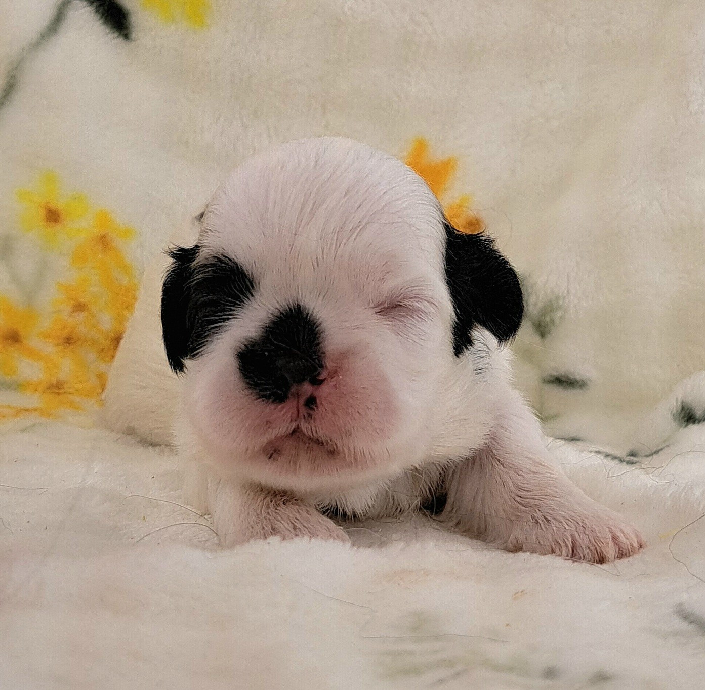 of Mayajoe's Dreams - Chiots disponibles - Shih Tzu