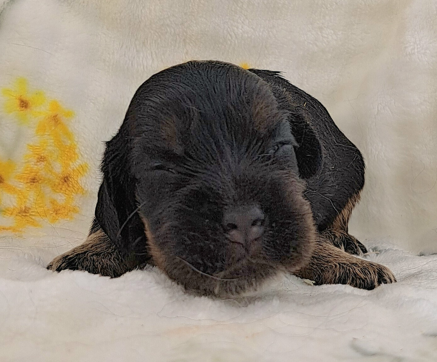 of Mayajoe's Dreams - Chiots disponibles - Cocker Spaniel Anglais