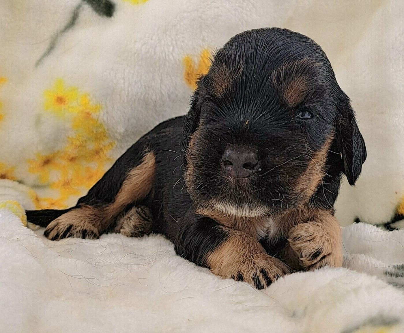 of Mayajoe's Dreams - Chiots disponibles - Cocker Spaniel Anglais