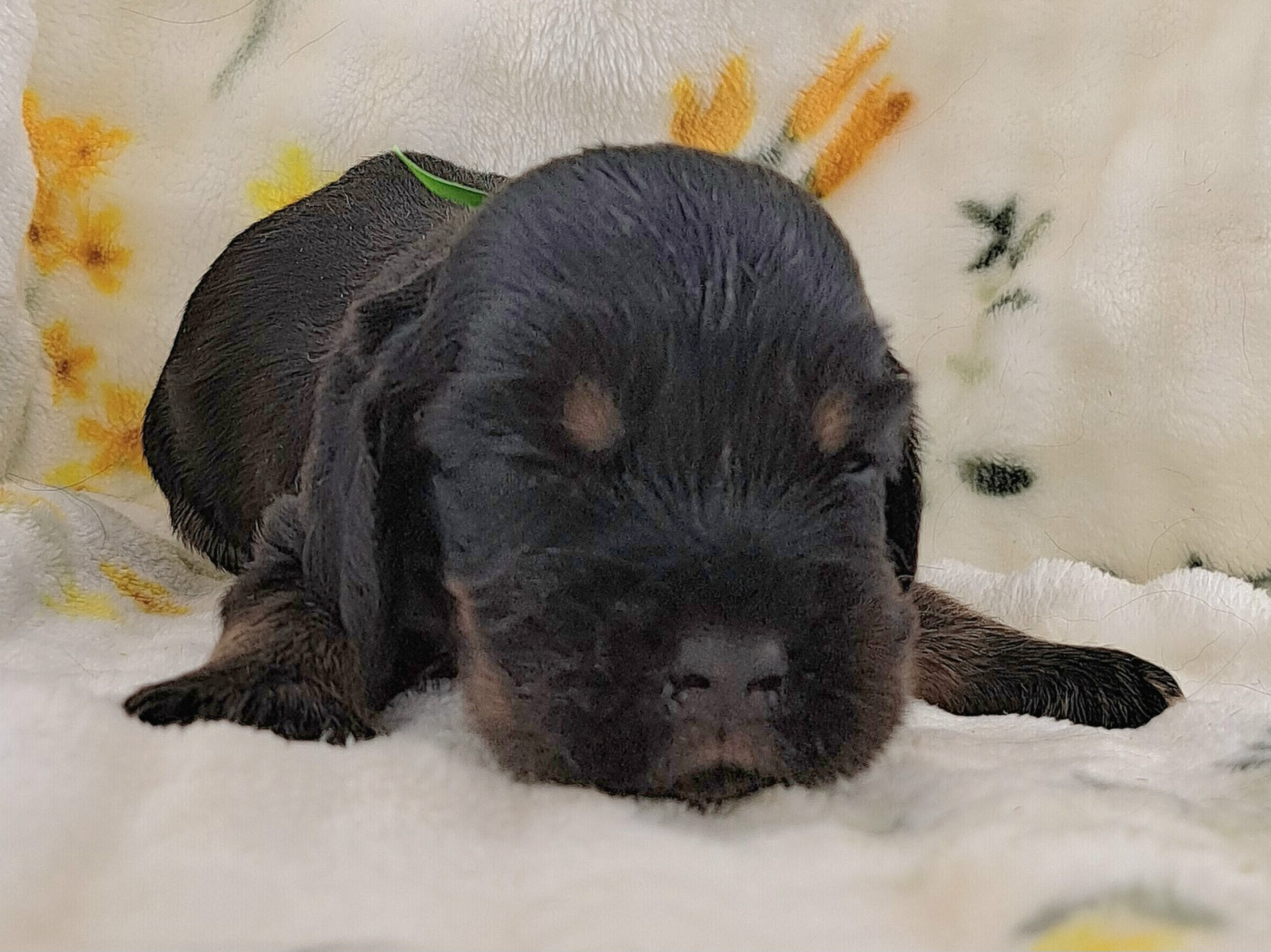 of Mayajoe's Dreams - Chiots disponibles - Cocker Spaniel Anglais