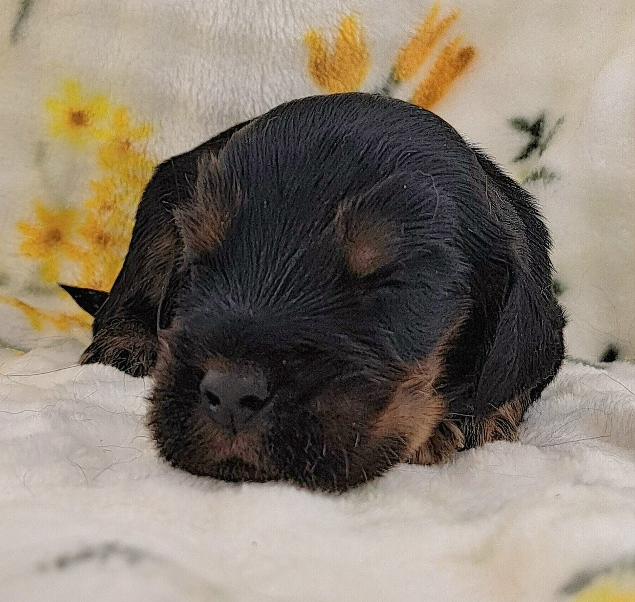of Mayajoe's Dreams - Chiots disponibles - Cocker Spaniel Anglais