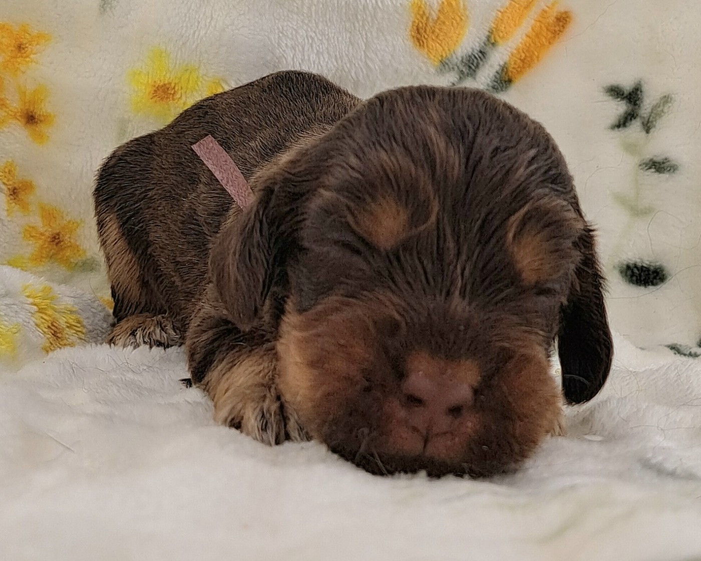 of Mayajoe's Dreams - Chiots disponibles - Cocker Spaniel Anglais