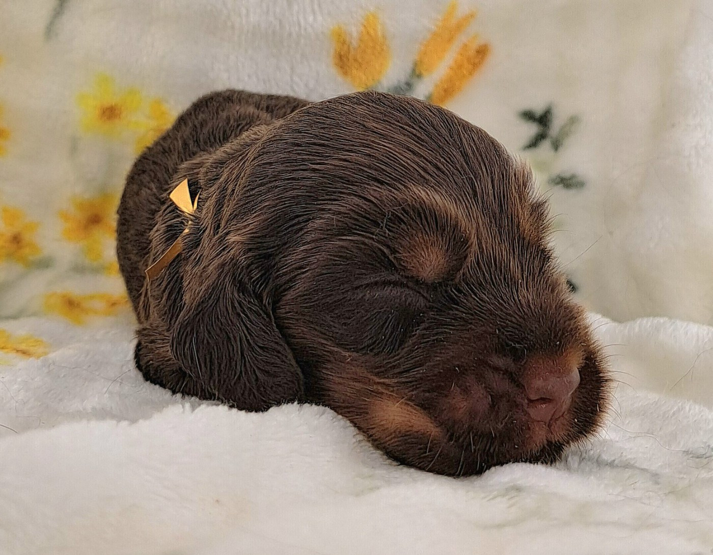 of Mayajoe's Dreams - Chiots disponibles - Cocker Spaniel Anglais