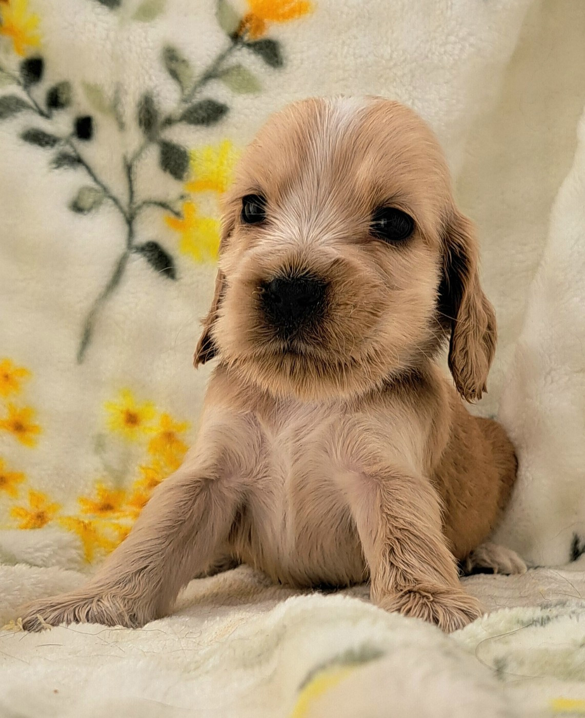 of Mayajoe's Dreams - Chiots disponibles - Cocker Spaniel Anglais