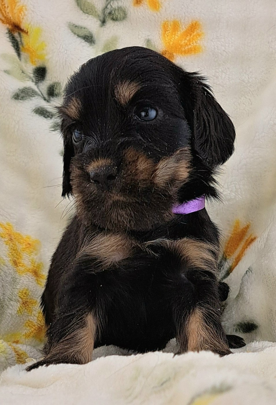 of Mayajoe's Dreams - Chiots disponibles - Cocker Spaniel Anglais
