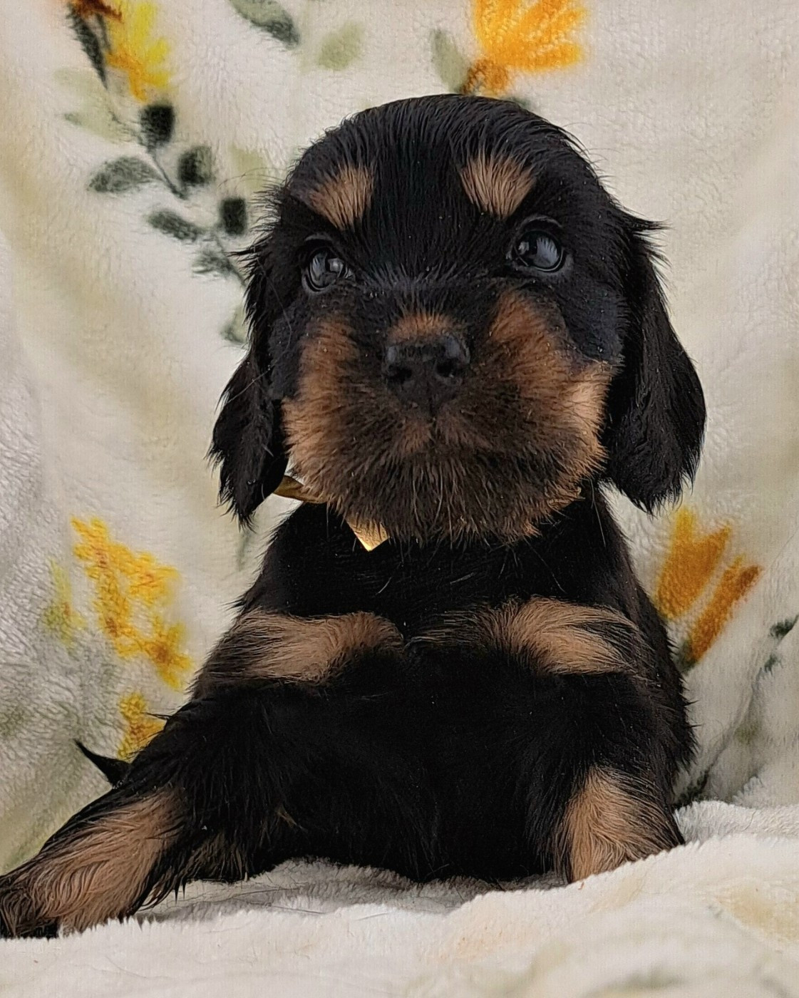 of Mayajoe's Dreams - Chiots disponibles - Cocker Spaniel Anglais