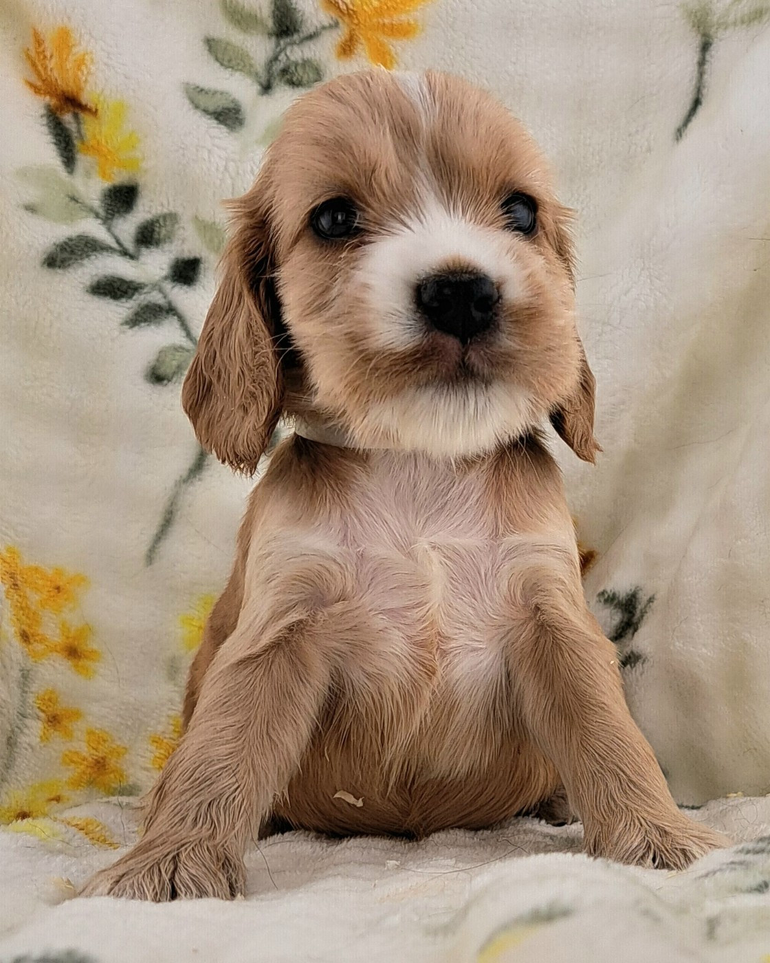 of Mayajoe's Dreams - Chiots disponibles - Cocker Spaniel Anglais