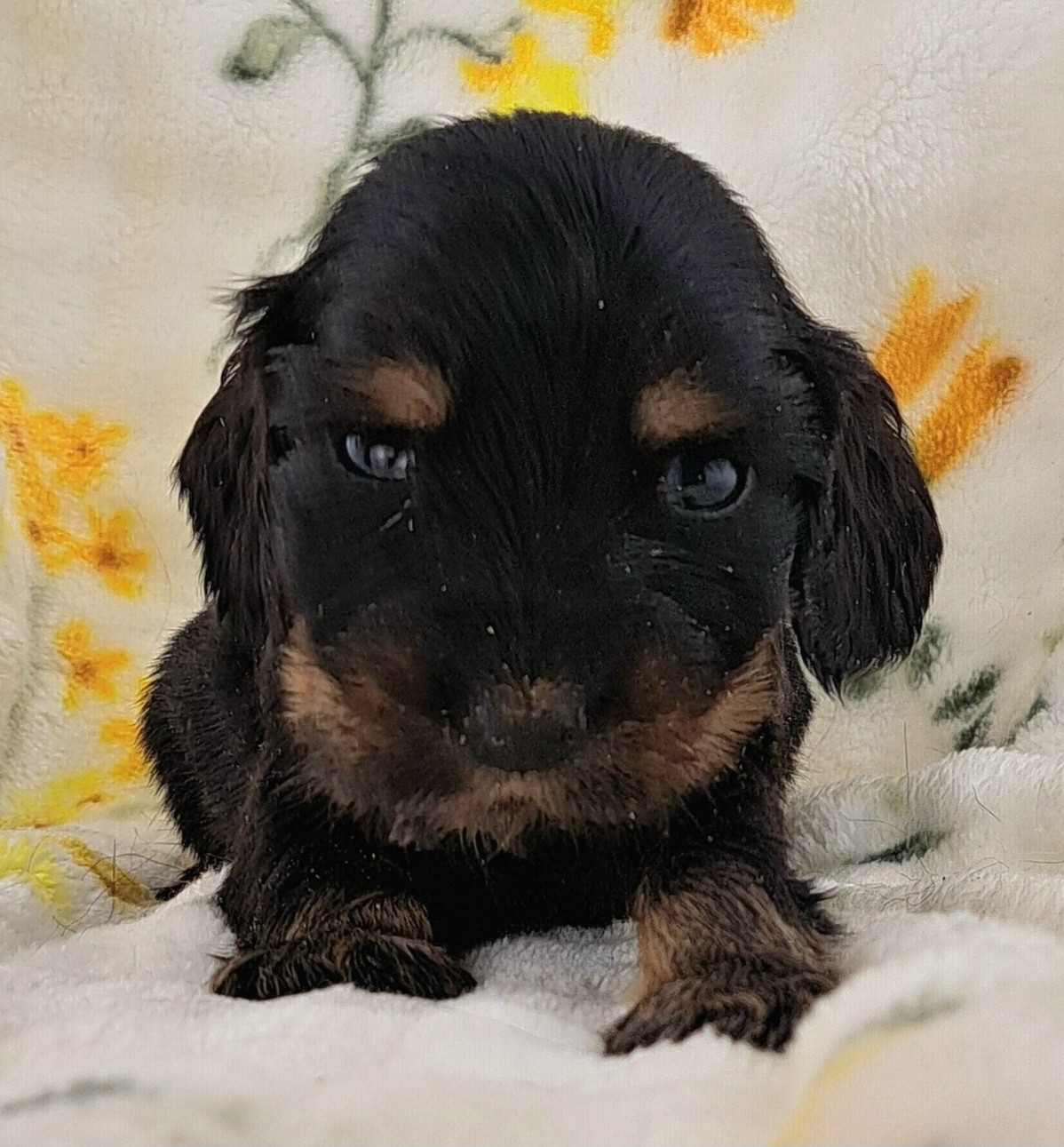 of Mayajoe's Dreams - Chiots disponibles - Cocker Spaniel Anglais