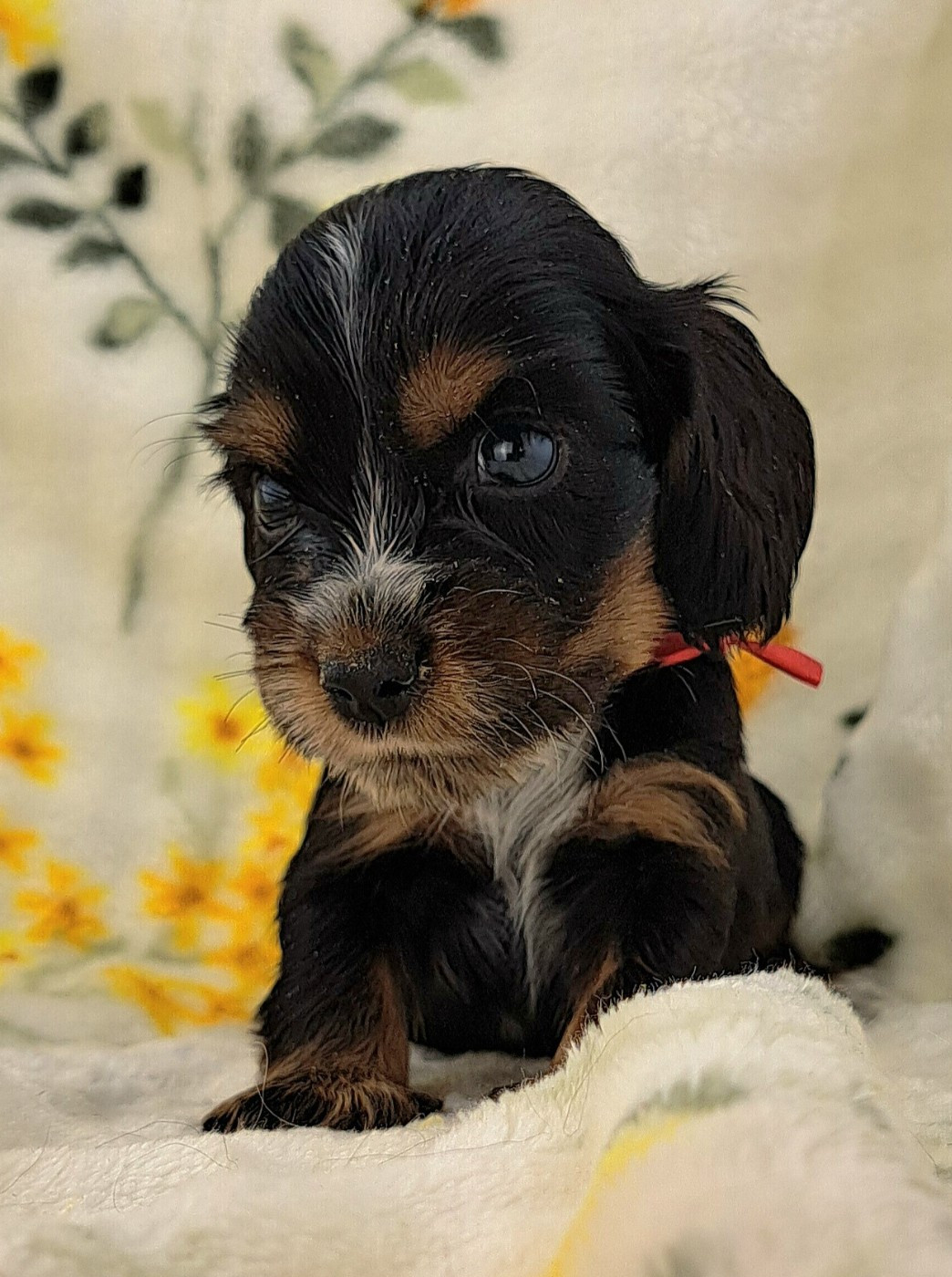 of Mayajoe's Dreams - Chiots disponibles - Cocker Spaniel Anglais