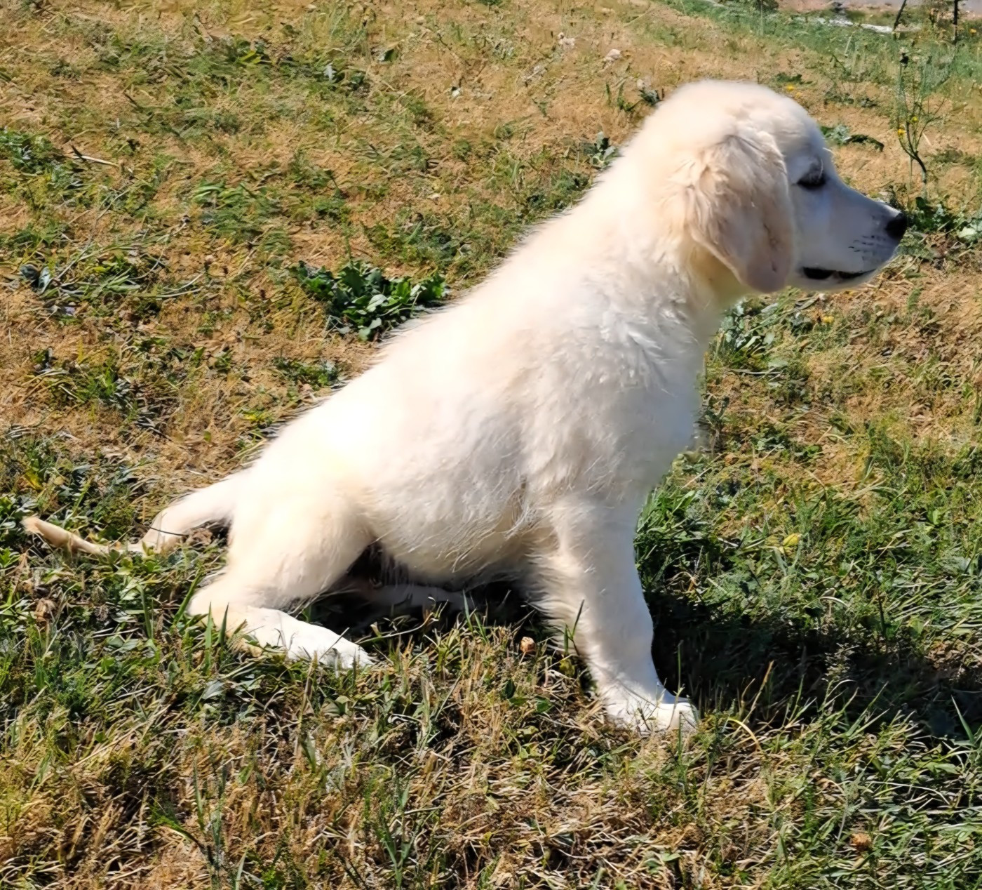 of Mayajoe's Dreams - Chiots disponibles - Golden Retriever