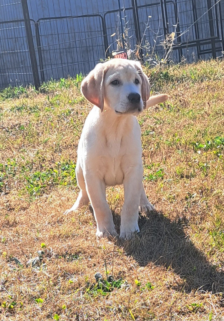 of Mayajoe's Dreams - Chiots disponibles - Labrador Retriever