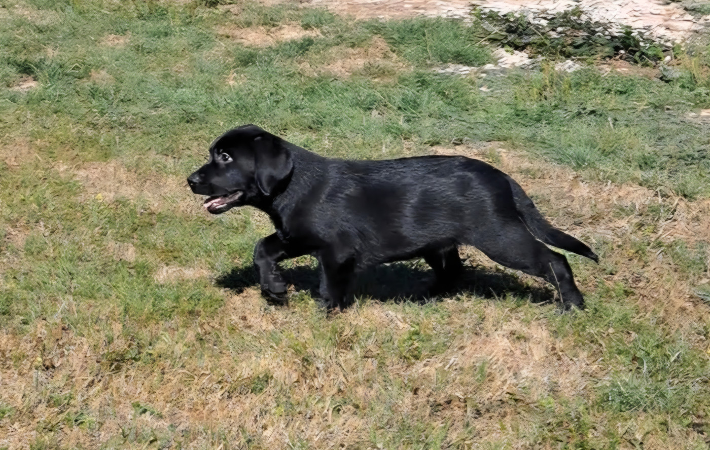 of Mayajoe's Dreams - Chiots disponibles - Labrador Retriever