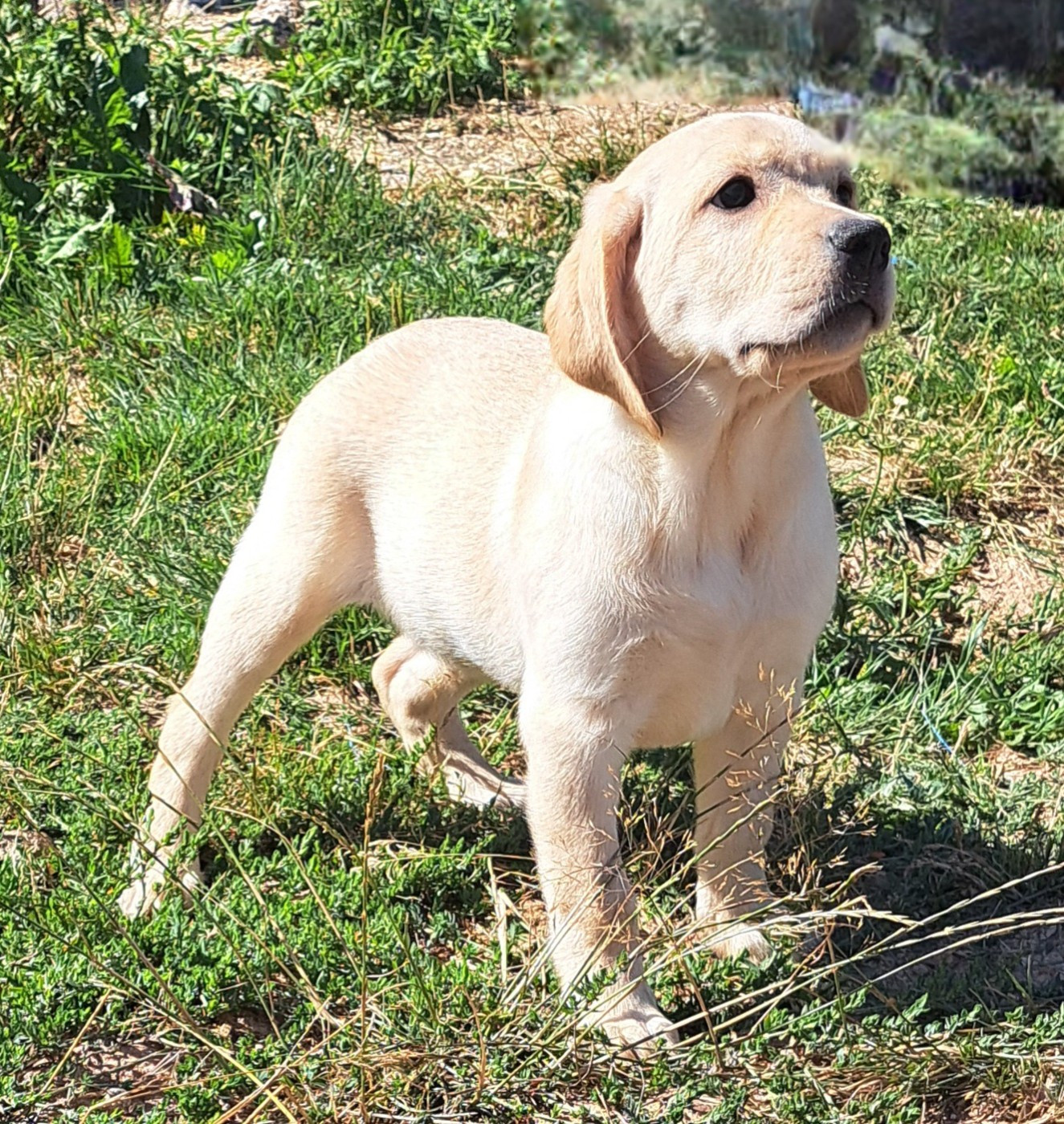 of Mayajoe's Dreams - Chiots disponibles - Labrador Retriever