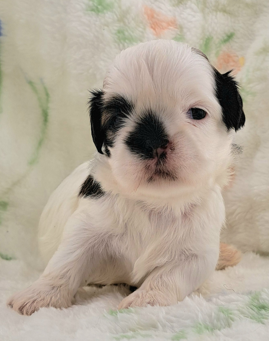 of Mayajoe's Dreams - Shih Tzu - Portée née le 22/07/2026