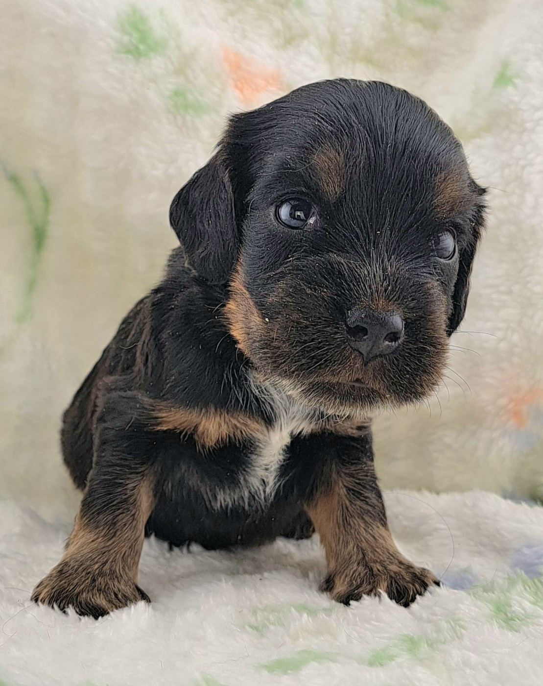 of Mayajoe's Dreams - Chiots disponibles - Cocker Spaniel Anglais