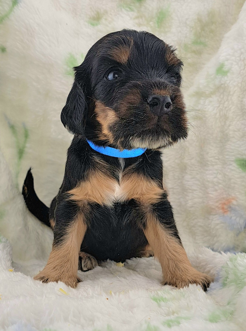 of Mayajoe's Dreams - Chiots disponibles - Cocker Spaniel Anglais