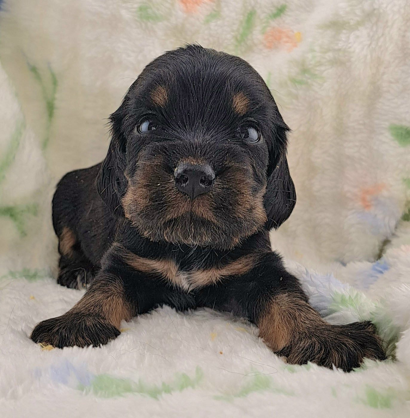 of Mayajoe's Dreams - Chiots disponibles - Cocker Spaniel Anglais