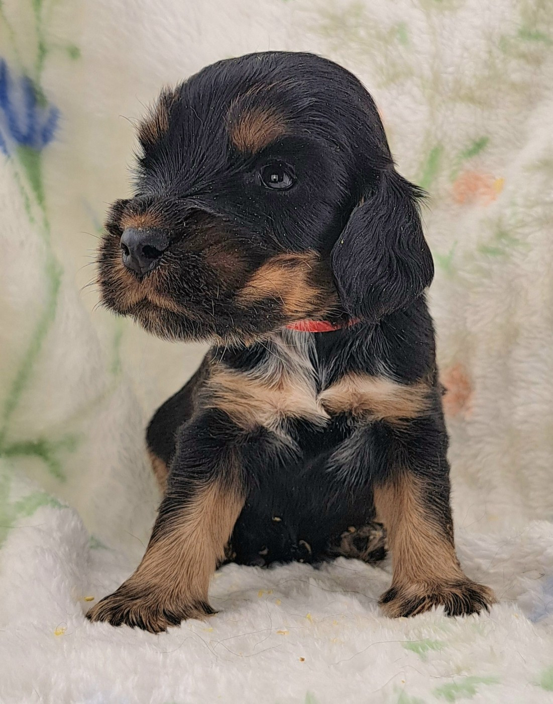 of Mayajoe's Dreams - Chiots disponibles - Cocker Spaniel Anglais
