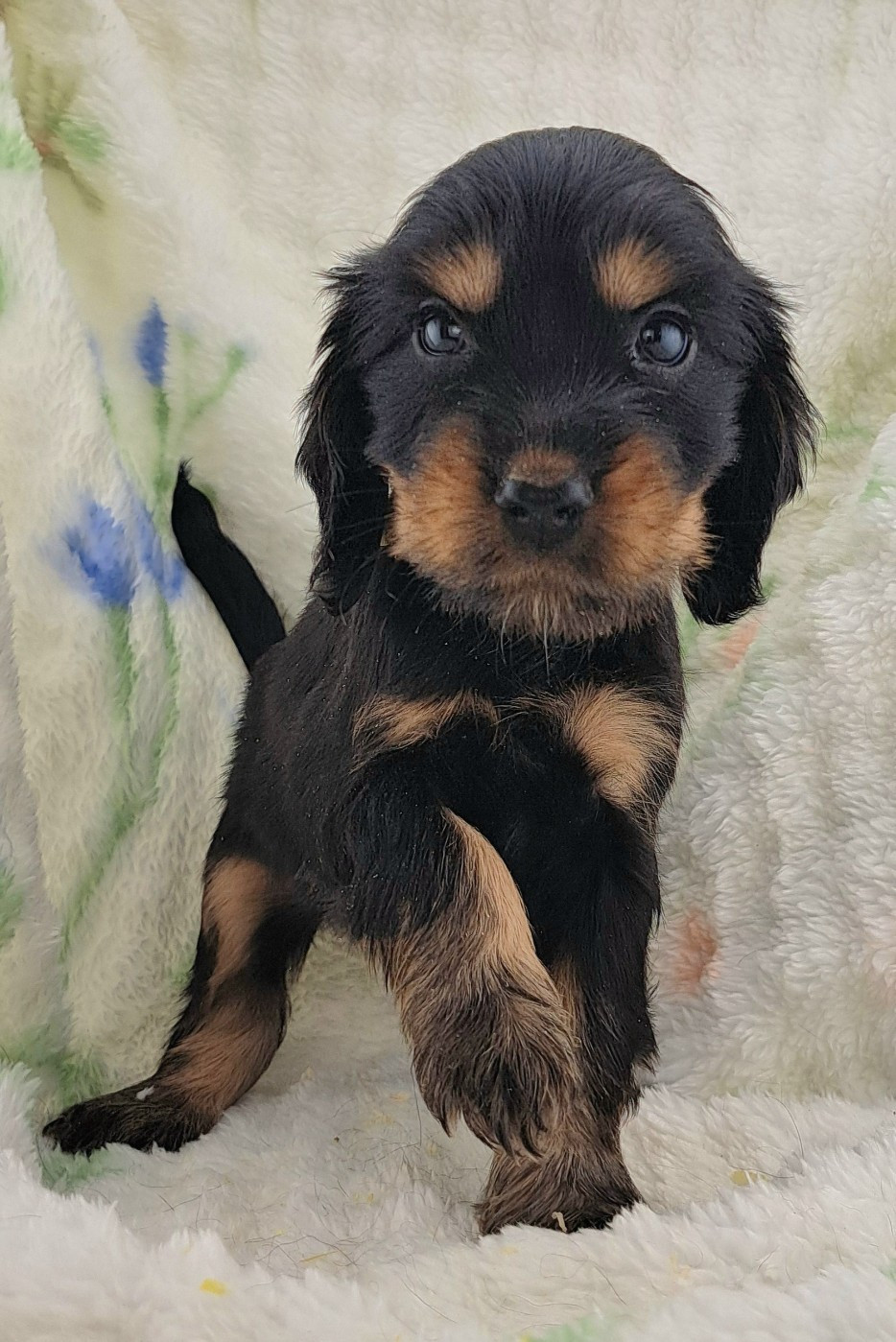 of Mayajoe's Dreams - Chiots disponibles - Cocker Spaniel Anglais
