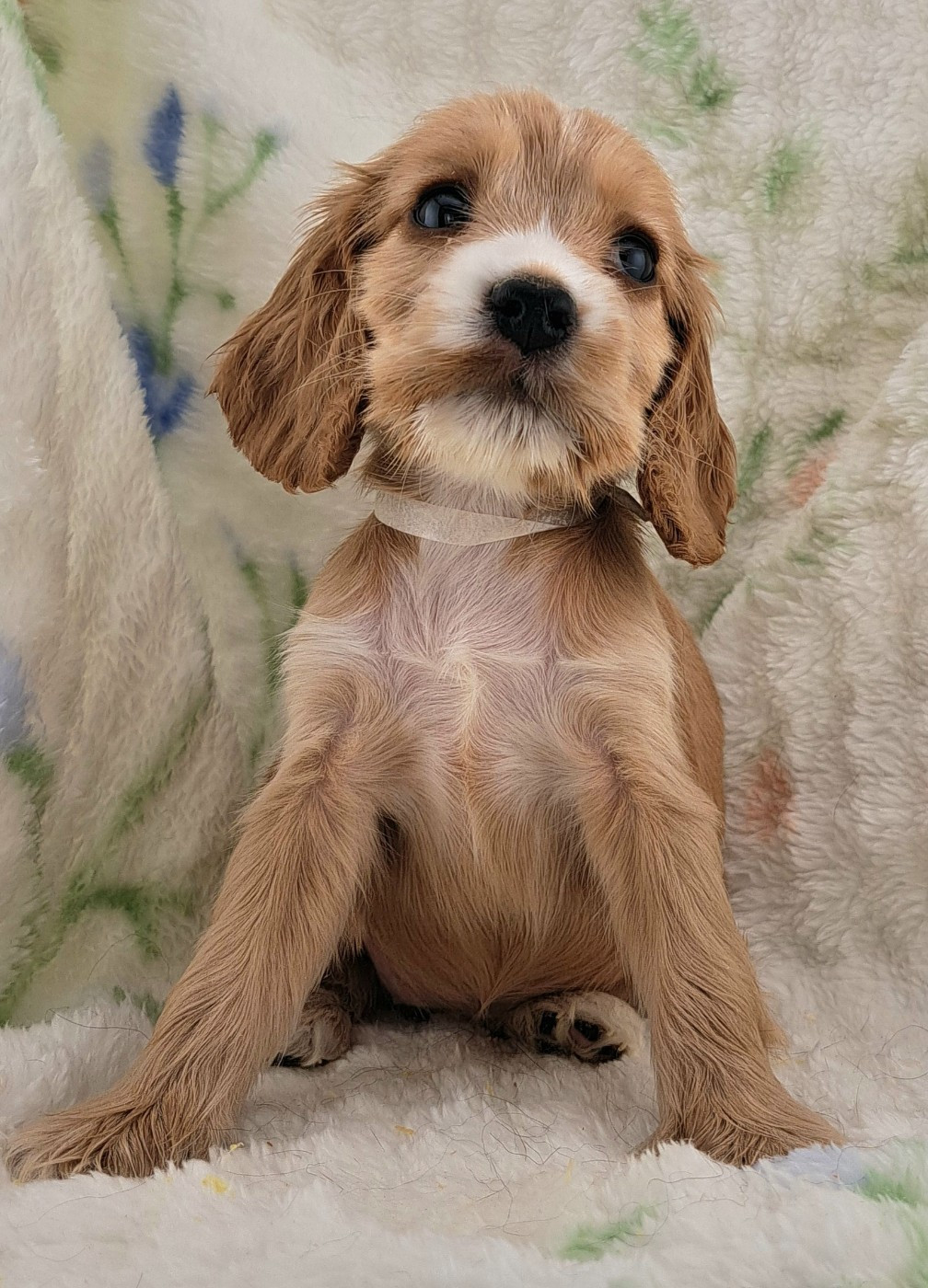 of Mayajoe's Dreams - Chiots disponibles - Cocker Spaniel Anglais