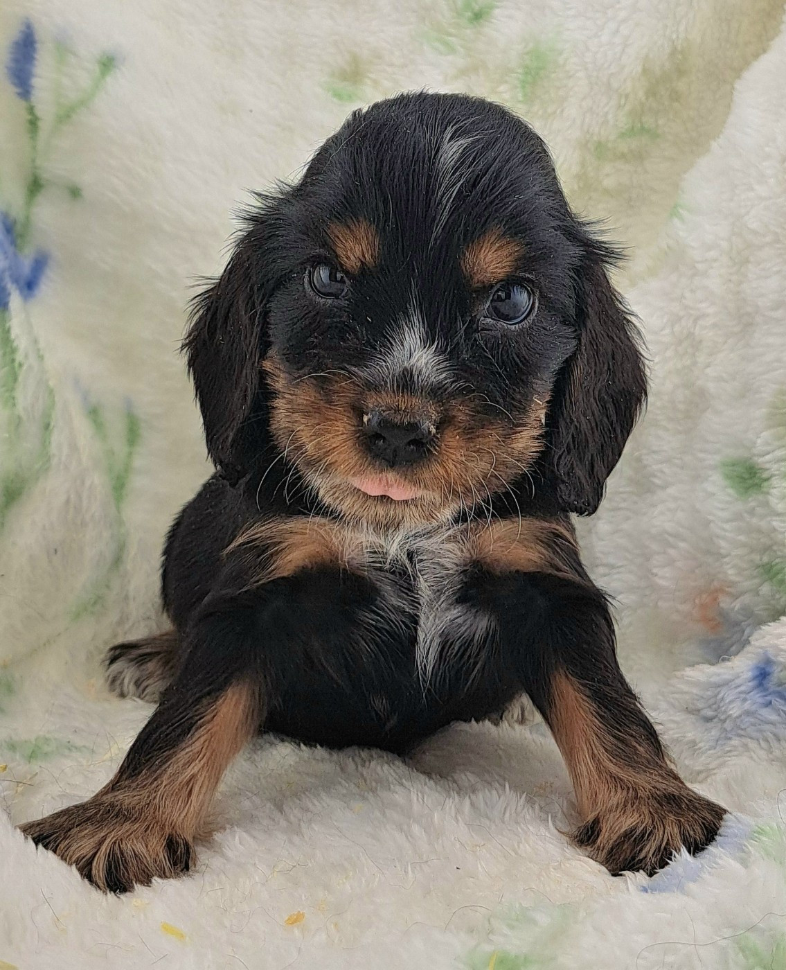 of Mayajoe's Dreams - Chiots disponibles - Cocker Spaniel Anglais