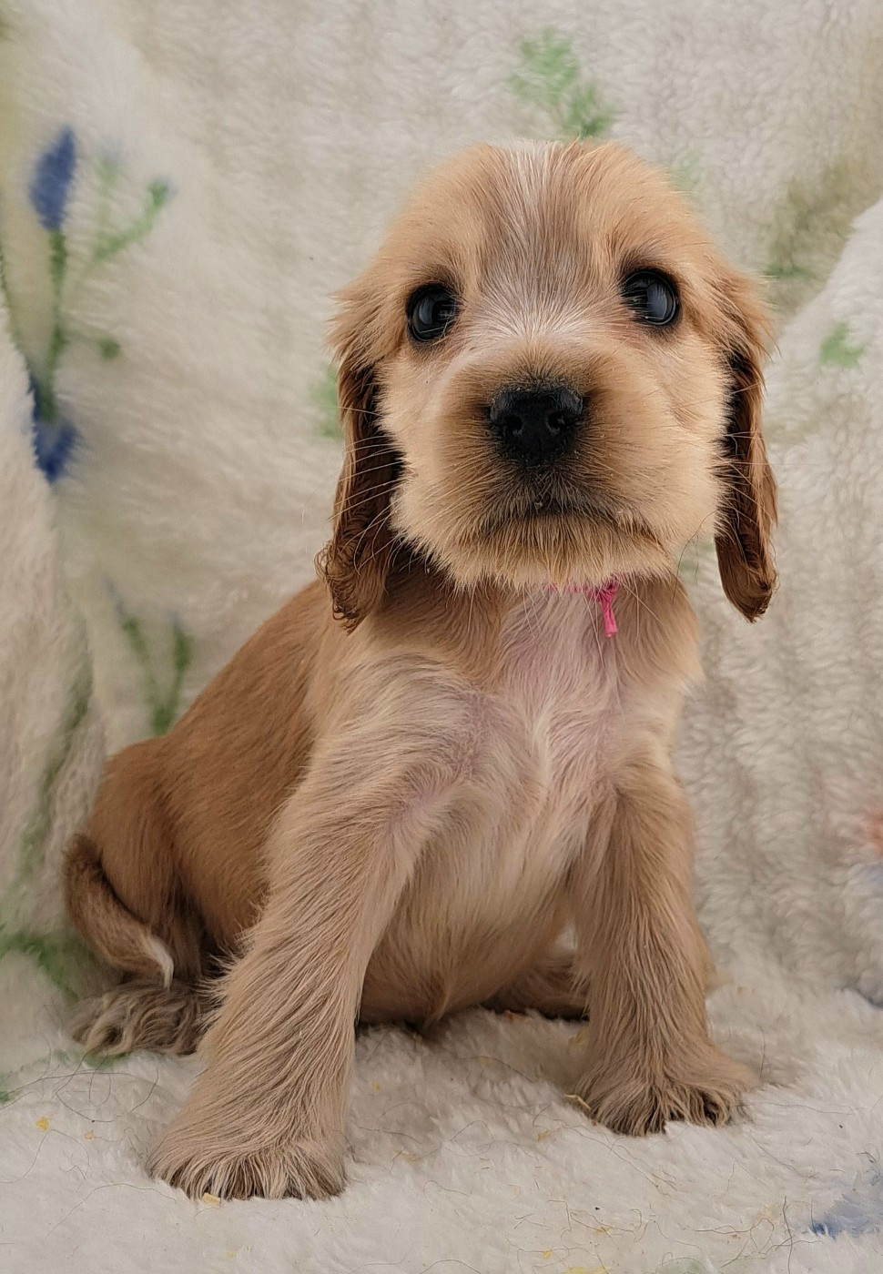 of Mayajoe's Dreams - Chiots disponibles - Cocker Spaniel Anglais