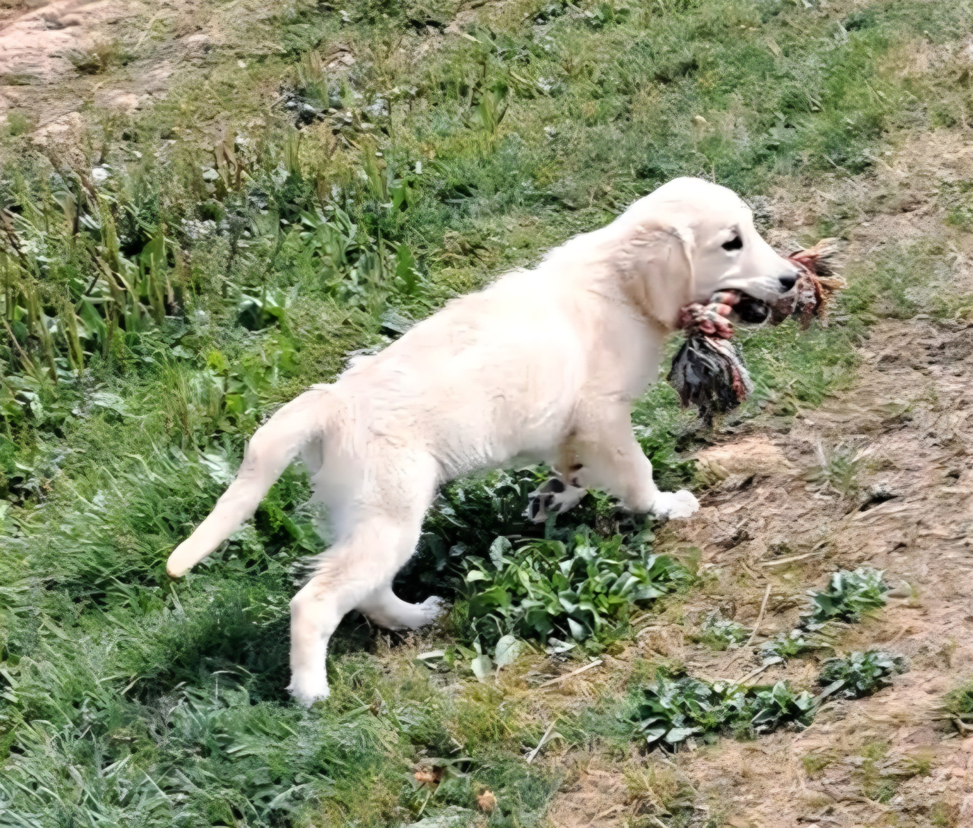 of Mayajoe's Dreams - Chiots disponibles - Golden Retriever