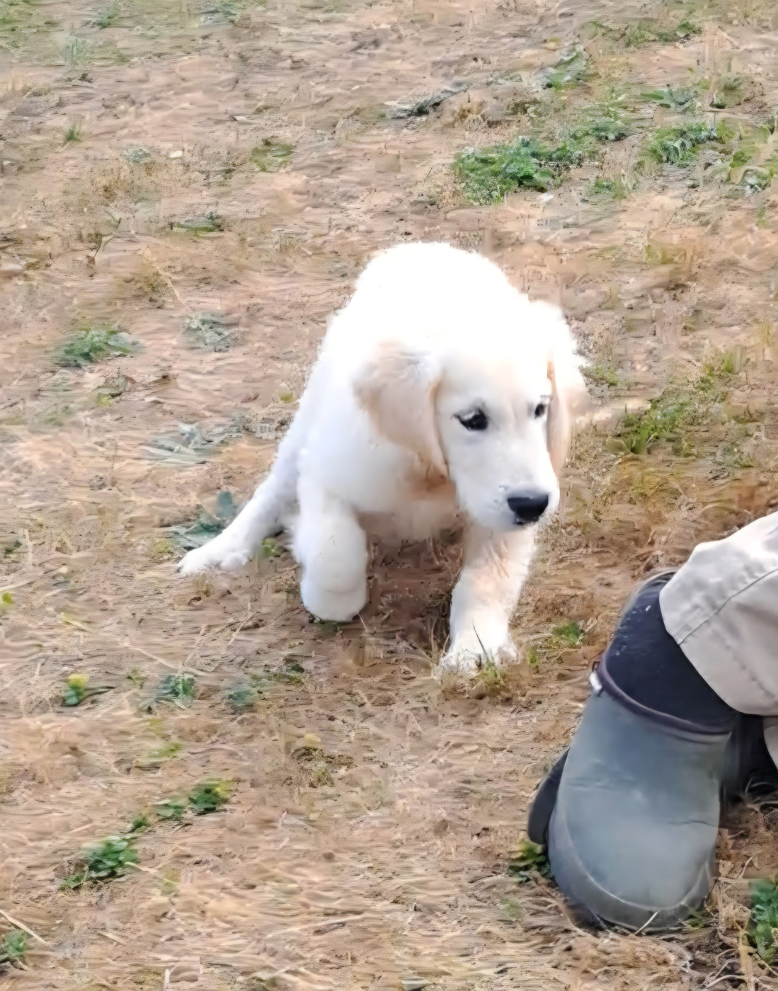 of Mayajoe's Dreams - Chiots disponibles - Golden Retriever