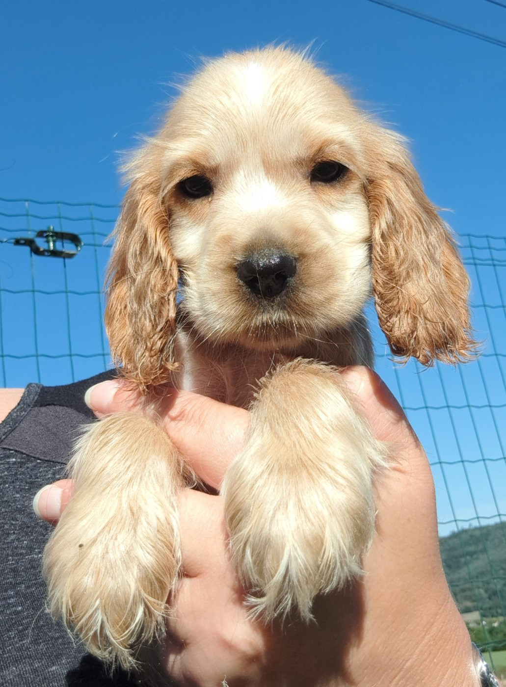 of Mayajoe's Dreams - Chiots disponibles - Cocker Spaniel Anglais