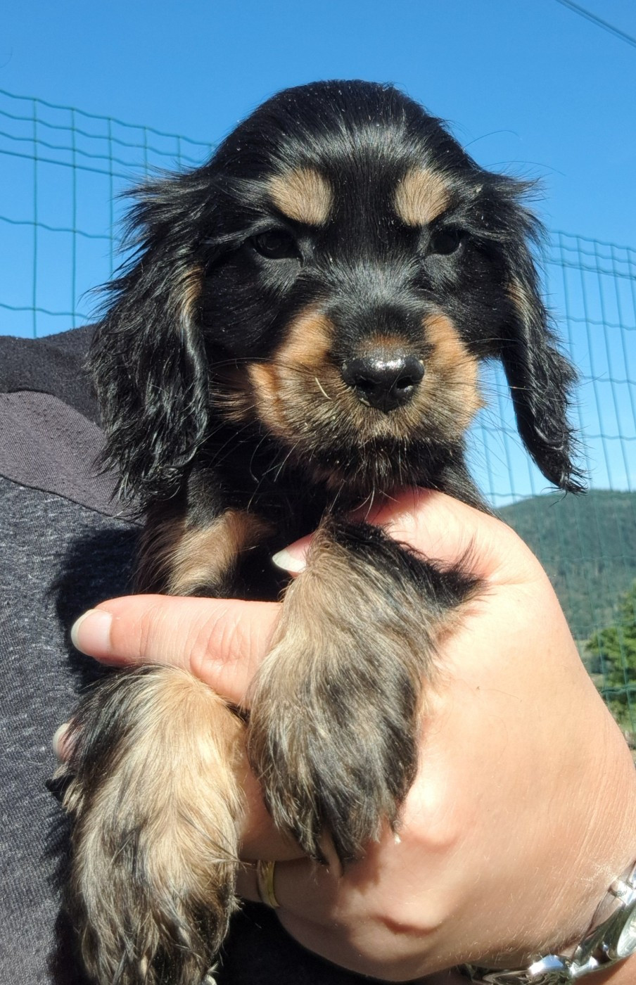 of Mayajoe's Dreams - Chiots disponibles - Cocker Spaniel Anglais