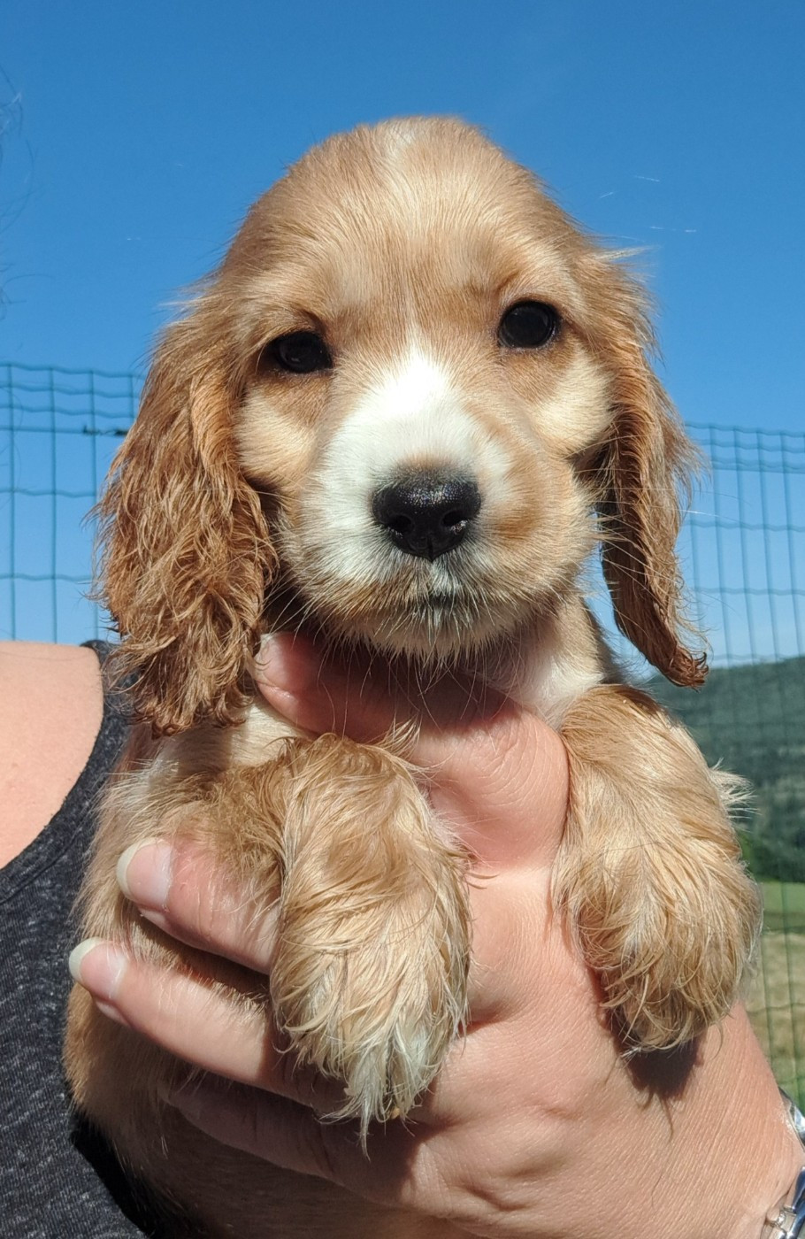 of Mayajoe's Dreams - Chiots disponibles - Cocker Spaniel Anglais