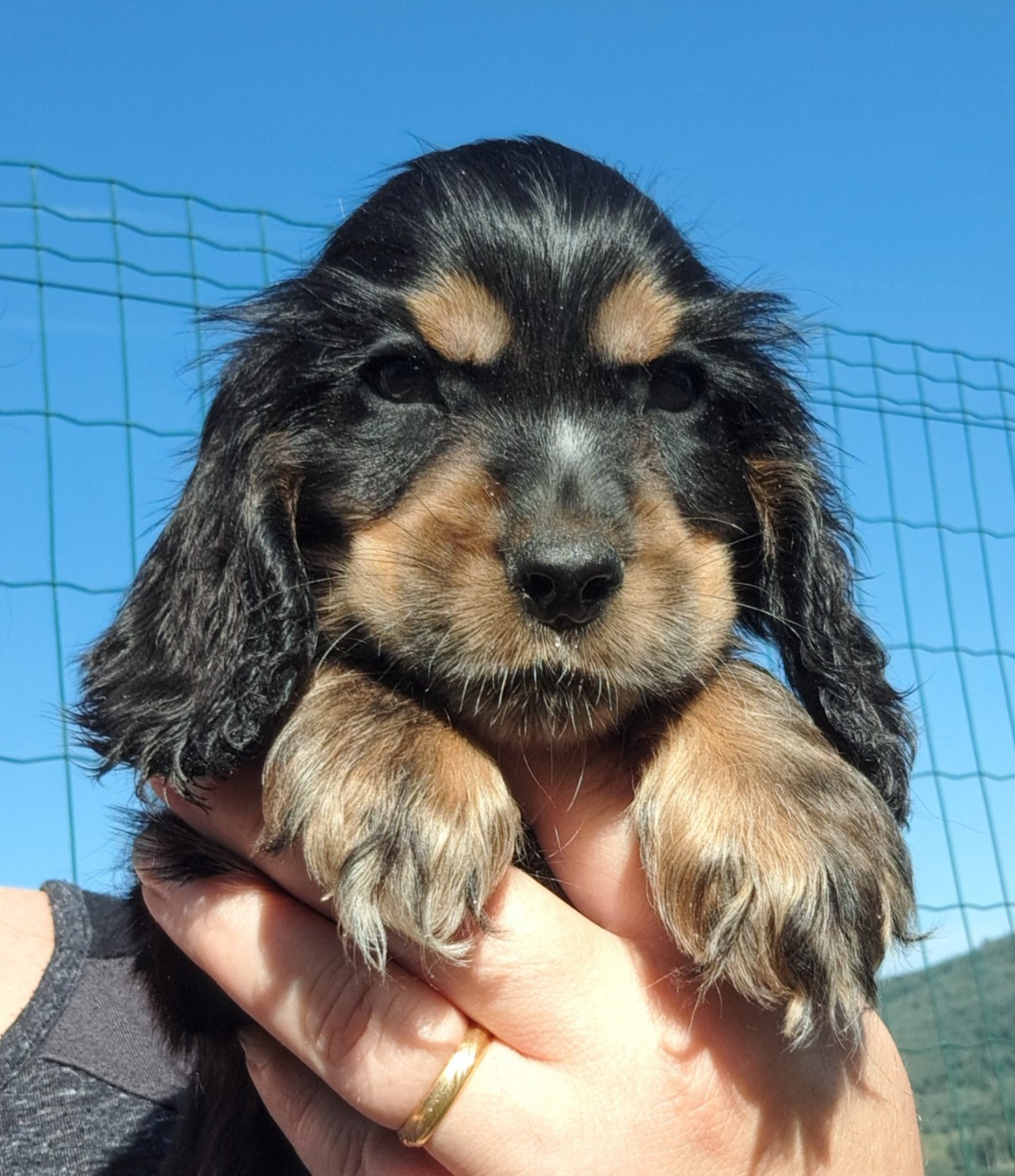 of Mayajoe's Dreams - Chiots disponibles - Cocker Spaniel Anglais